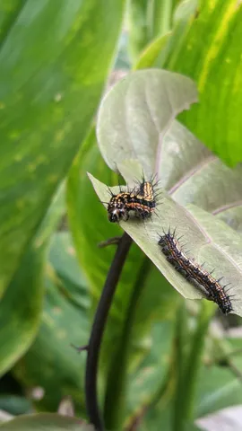 Oruga rayada en una hoja clara. La identificación más precisa sigue sin confirmarse.