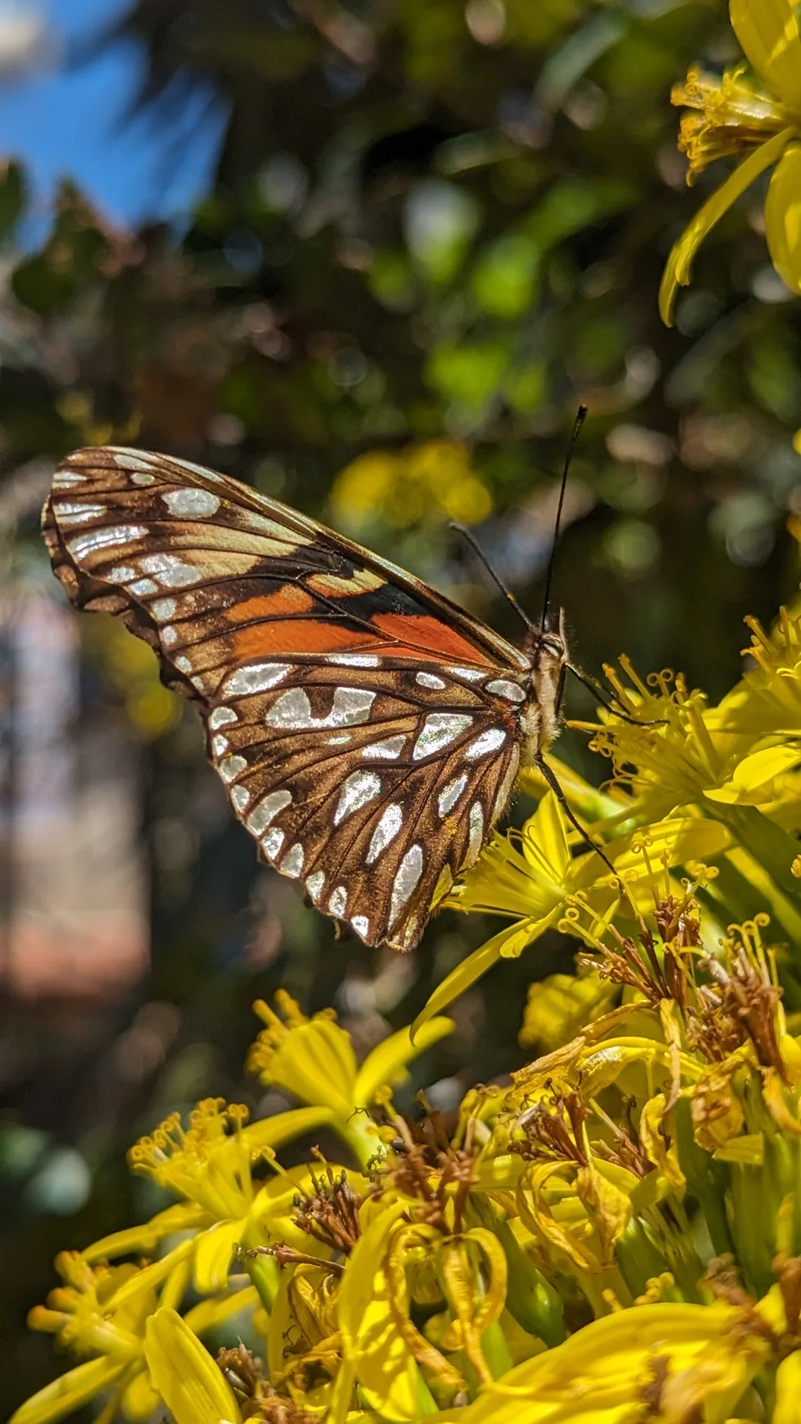 Mariposa castaña y blanca en flores amarillas. La identificación más precisa sigue sin confirmarse.