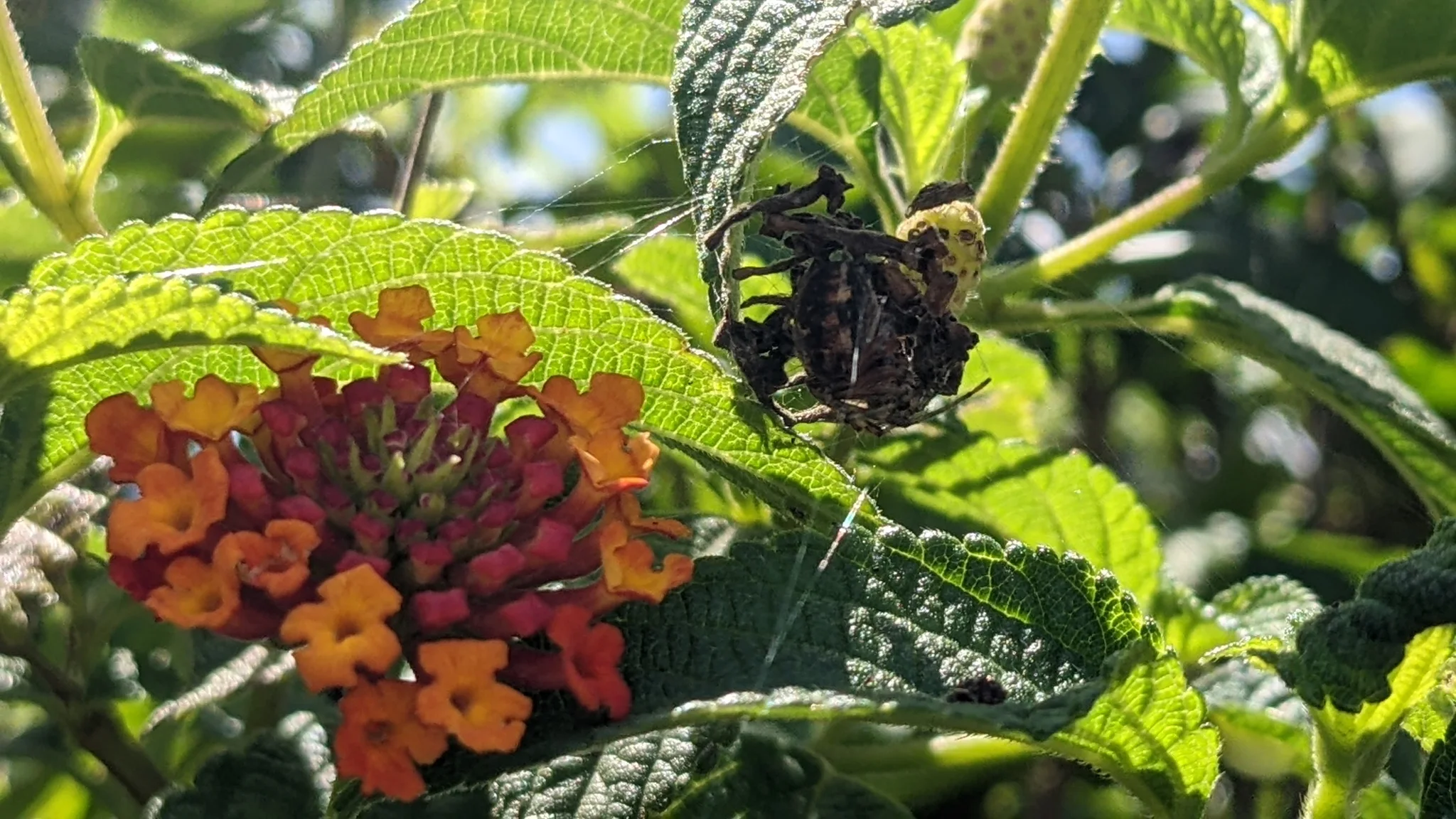 Flores anaranjadas entre hojas rugosas. La identificación más precisa sigue sin confirmarse.