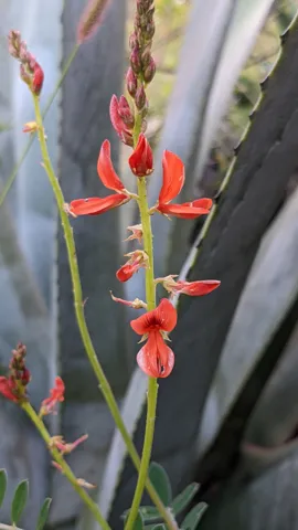 Flores escarlata de Macroptilium, con forma de flor de leguminosa, crecen en tallos finos junto a hojas suculentas.