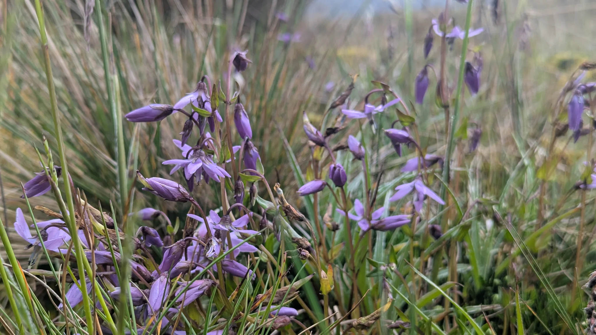 Campanillas moradas entre la paja de altura