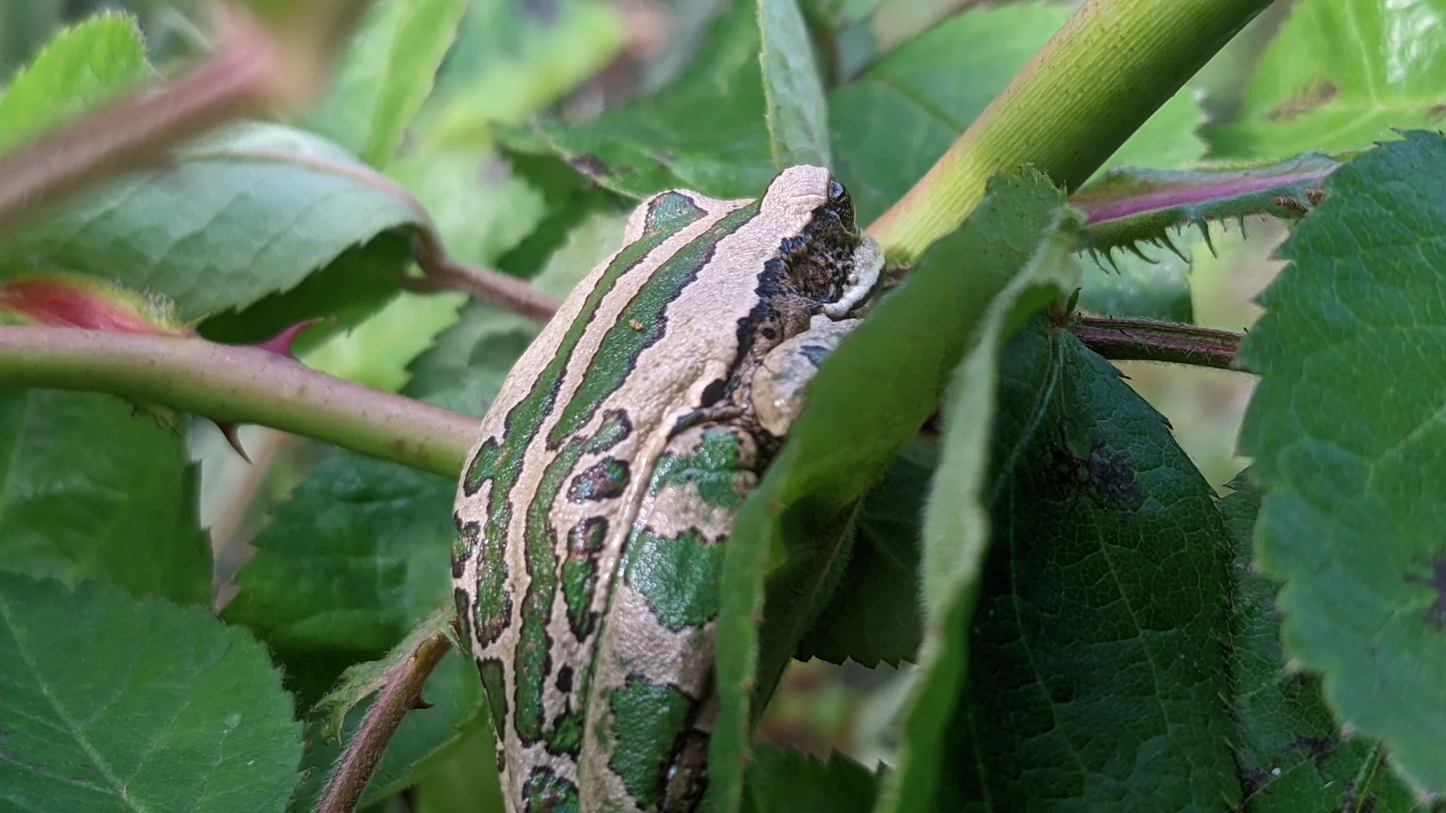Insecto de alas rayadas sobre hojas. La identificación más precisa sigue sin confirmarse.