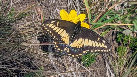 Mariposa negra y amarilla junto a una flor. La identificación más precisa sigue sin confirmarse.