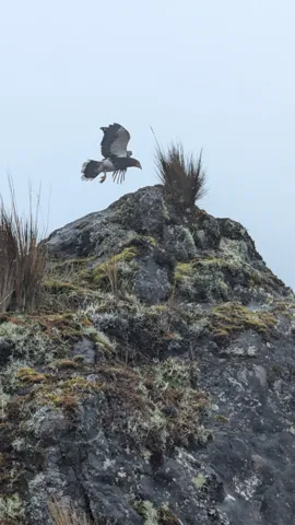 Ave sobre una cumbre rocosa. La identificación más precisa sigue sin confirmarse.