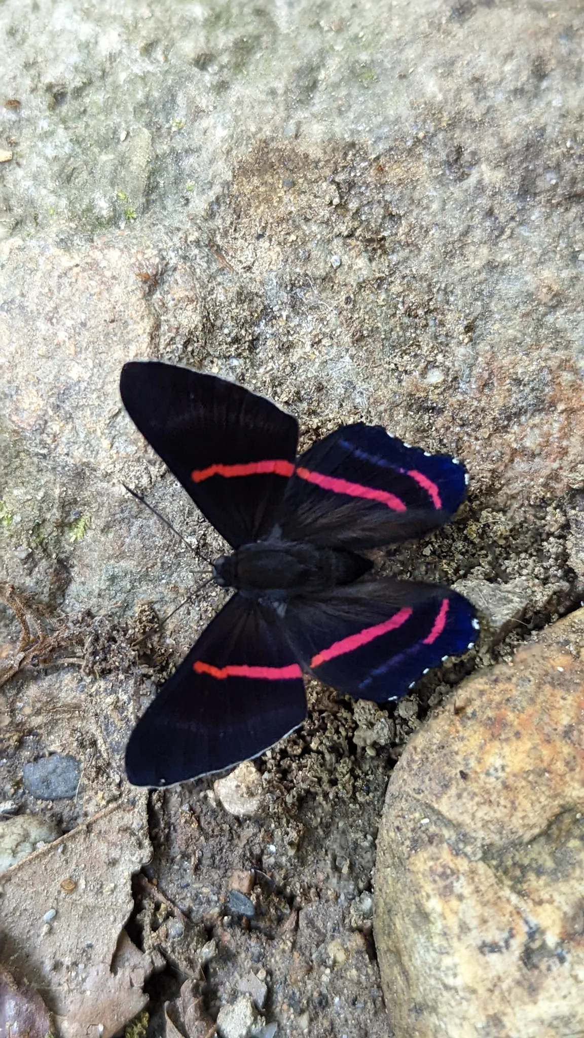 Mariposa negra de bandas rojizas. La identificación más precisa sigue sin confirmarse.