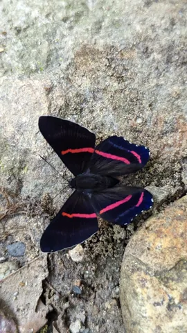 Mariposa negra de bandas rojizas. La identificación más precisa sigue sin confirmarse.