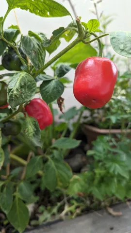 Rocotos rojos maduros.