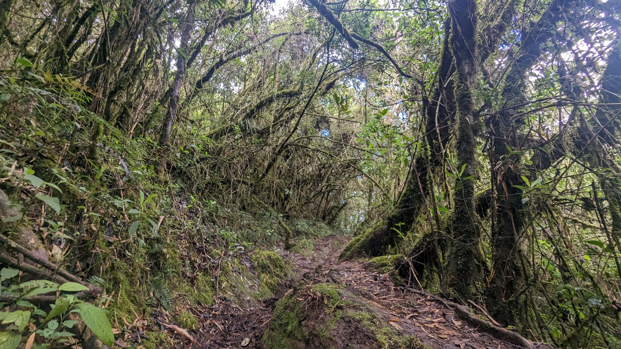 Ramas con musgo sobre el sendero