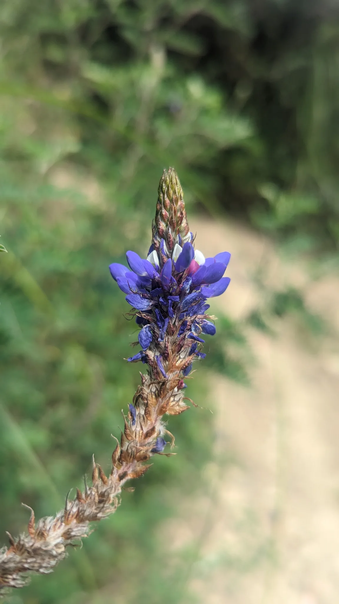 Espiga de pequeñas flores azules. La identificación más precisa sigue sin confirmarse.