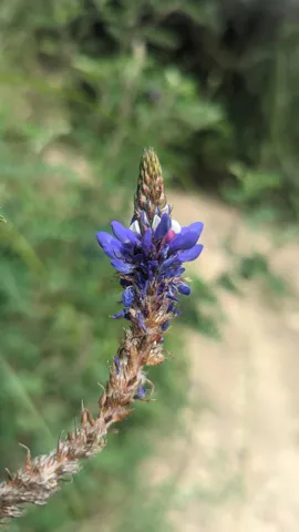 Espiga de pequeñas flores azules. La identificación más precisa sigue sin confirmarse.