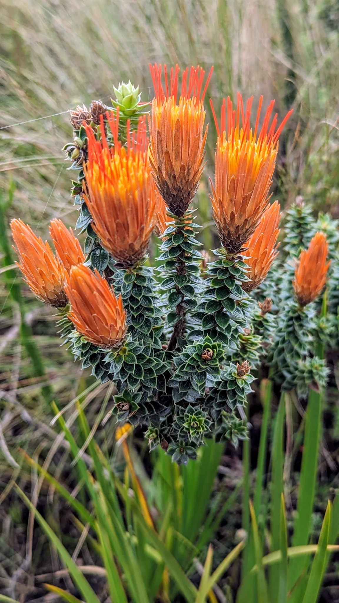 Flores brillantes sobre el pajonal