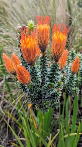 Flores brillantes sobre el pajonal
