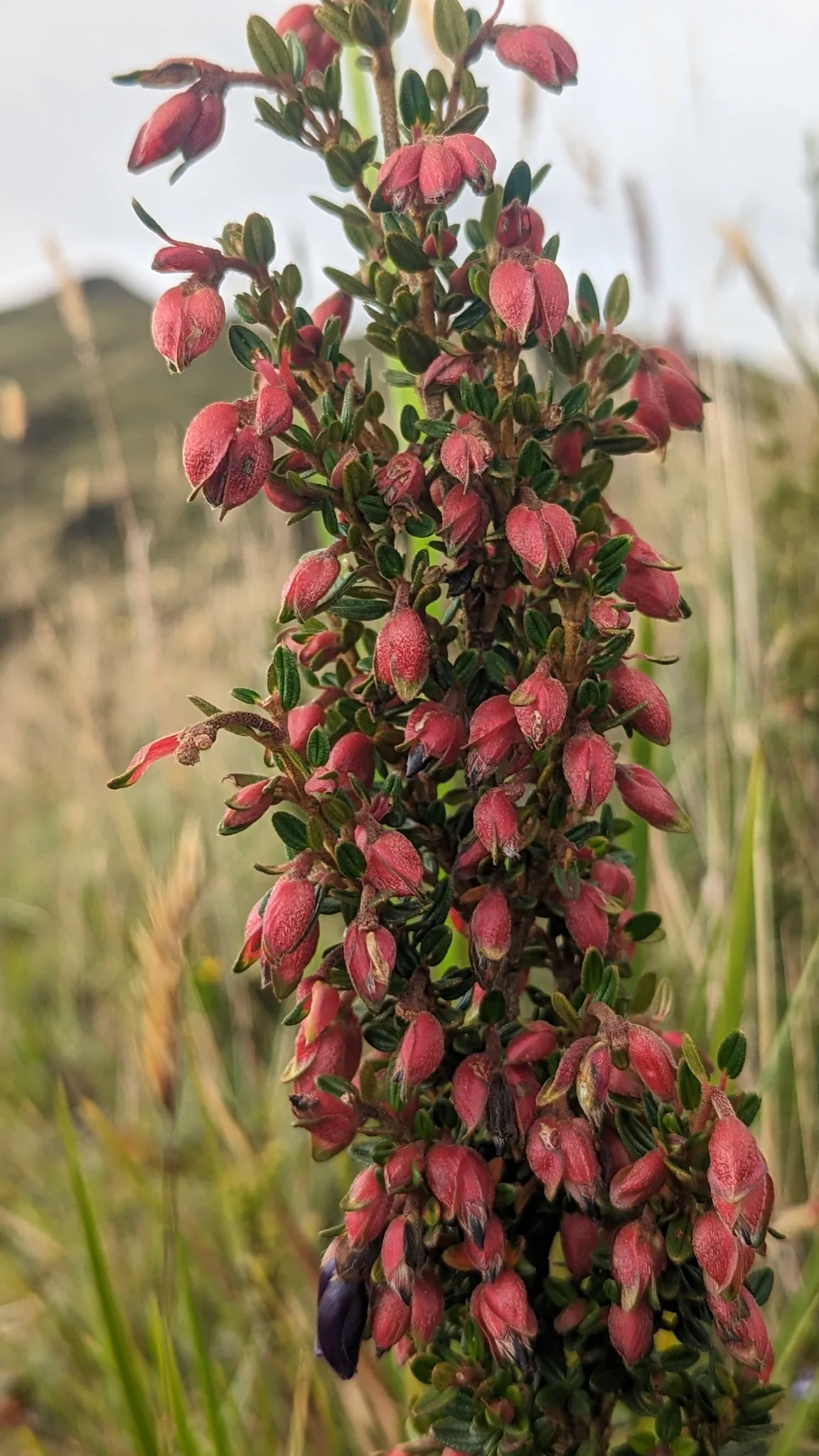 Flores rojas colgantes en un arbusto frondoso