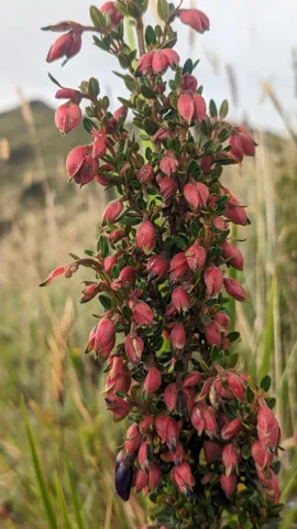 Flores rojas colgantes en un arbusto frondoso