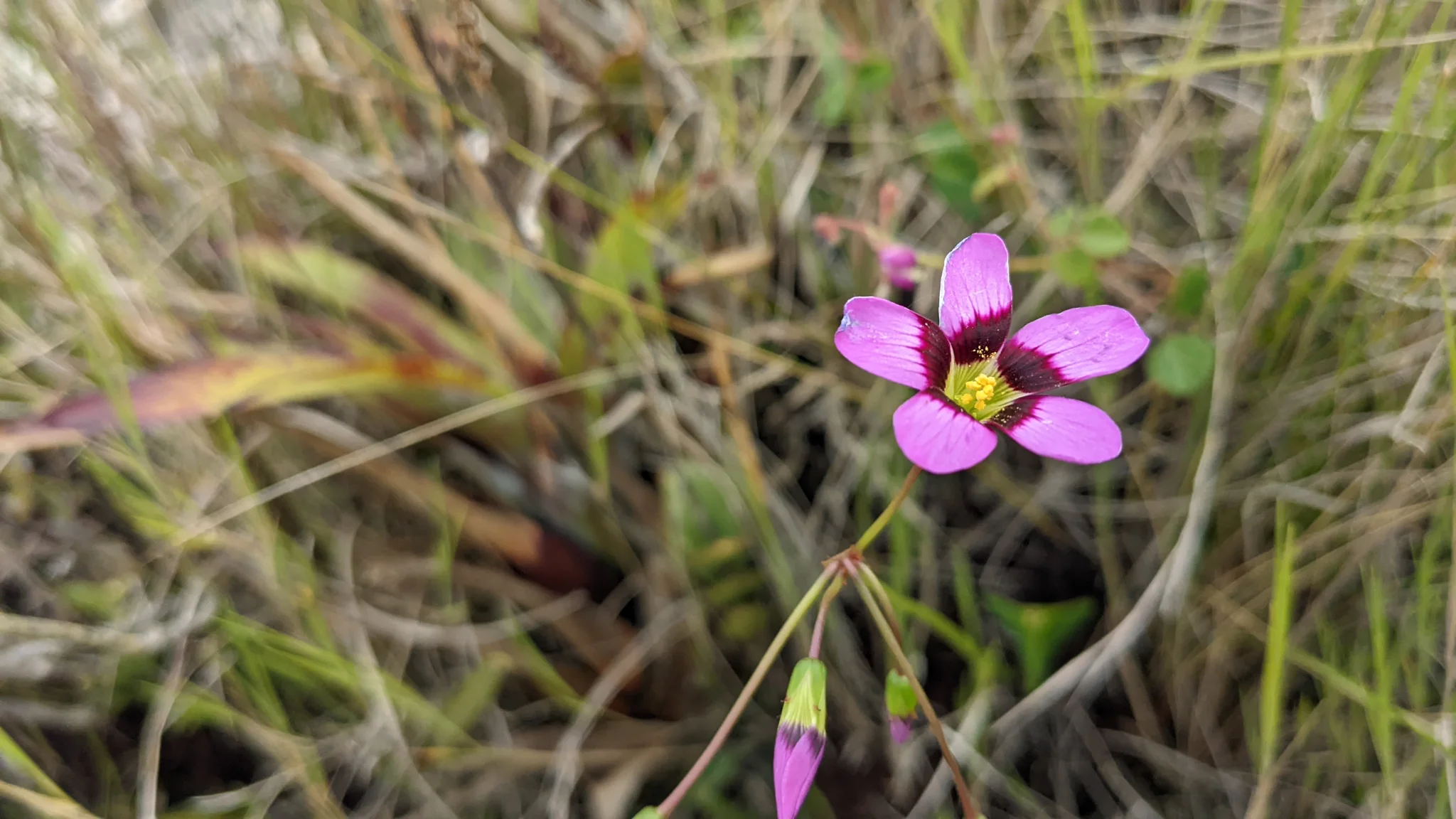 Una flor de Gentianella muestra cinco lóbulos magenta, una garganta oscura y anteras amarillas, con botones tubulares finos a su lado.
