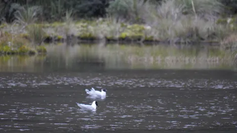 Un ave blanca y su reflejo