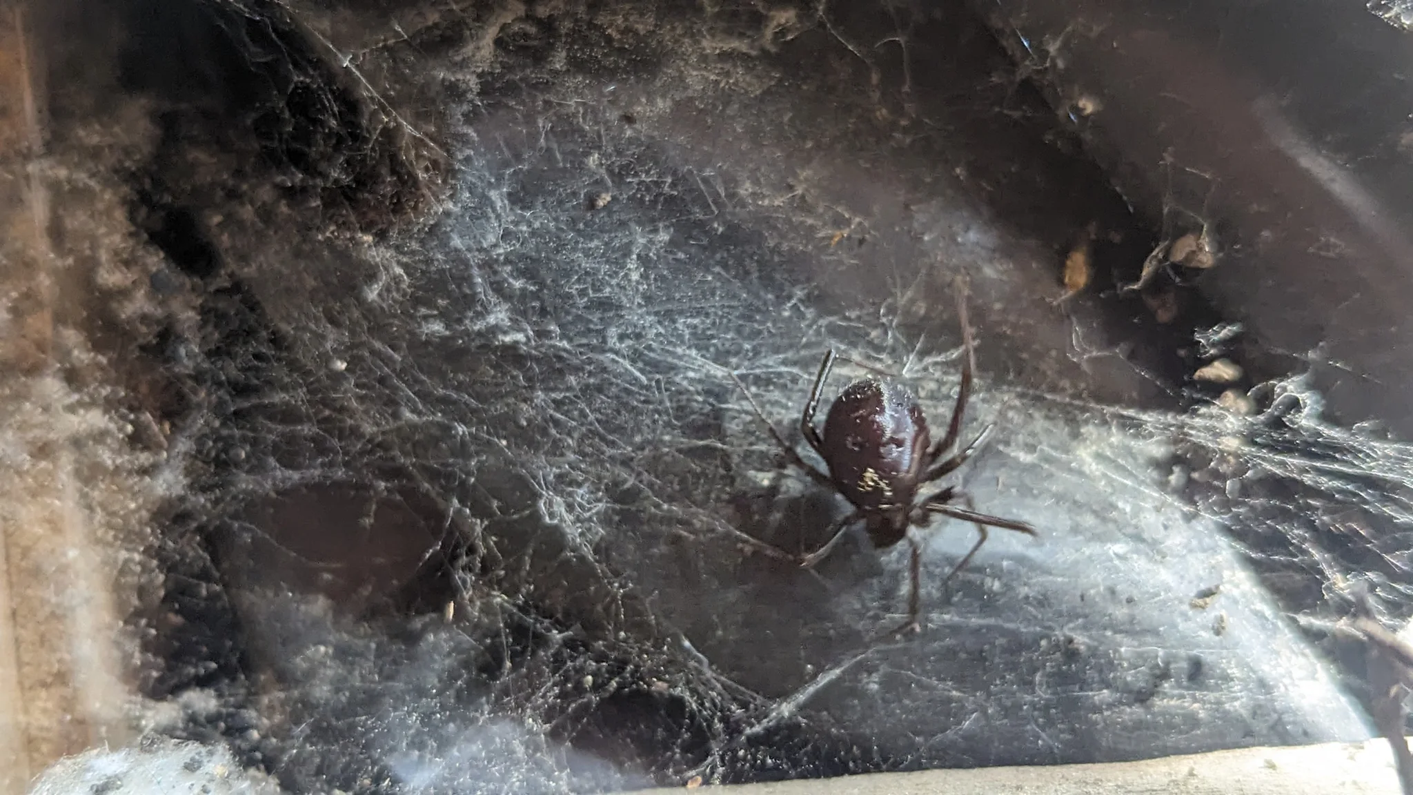 Araña en una esquina con telarañas. La identificación más precisa sigue sin confirmarse.