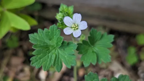 Flor blanca entre hojas redondeadas. La identificación más precisa sigue sin confirmarse.