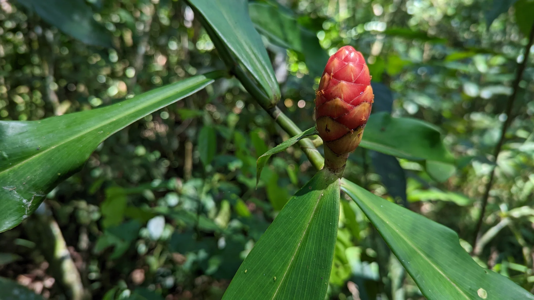 Cono rojo de brácteas de Costus.