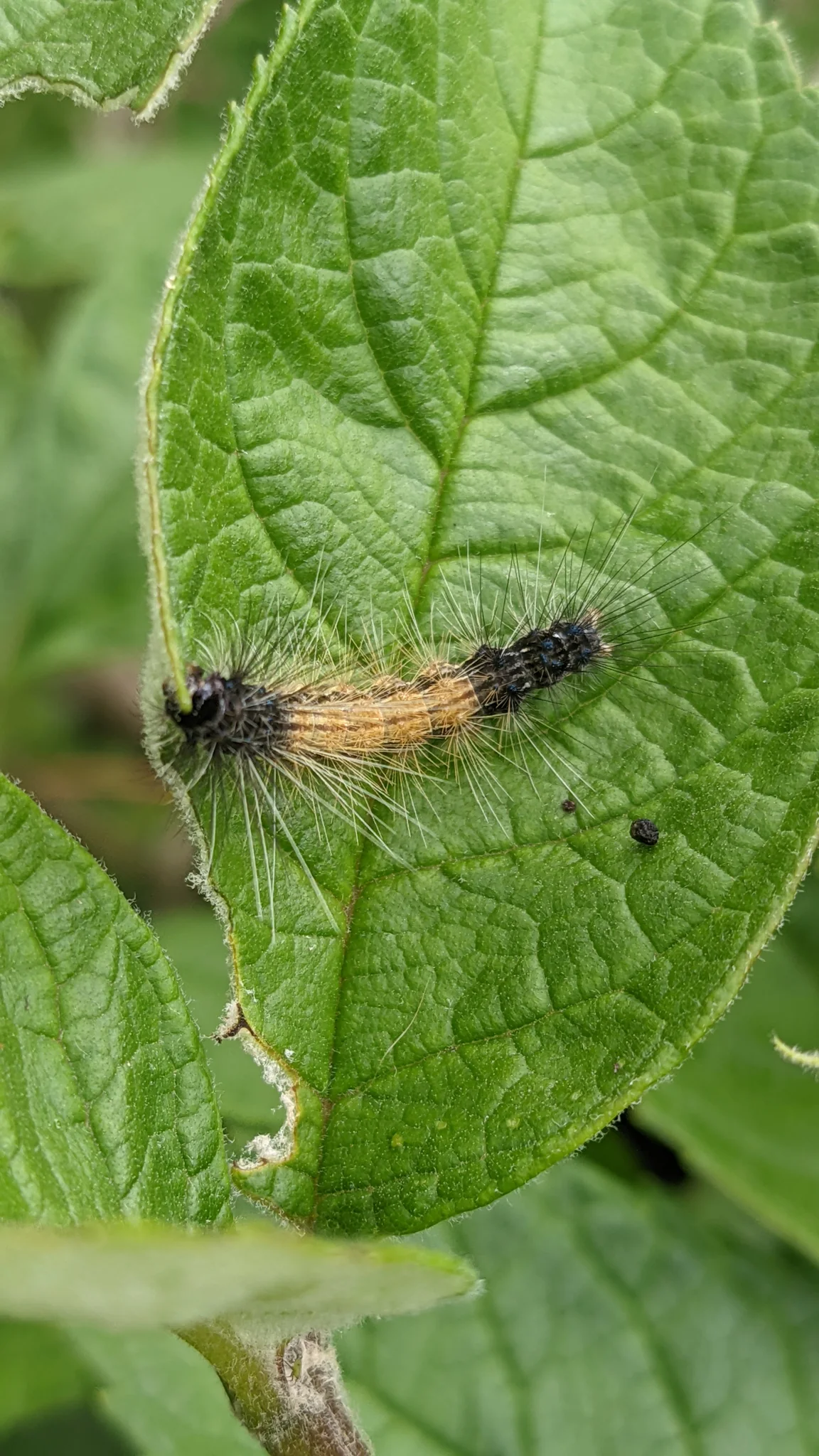 Larva alargada sobre una hoja. La identificación más precisa sigue sin confirmarse.