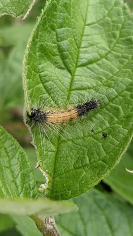 Larva alargada sobre una hoja. La identificación más precisa sigue sin confirmarse.