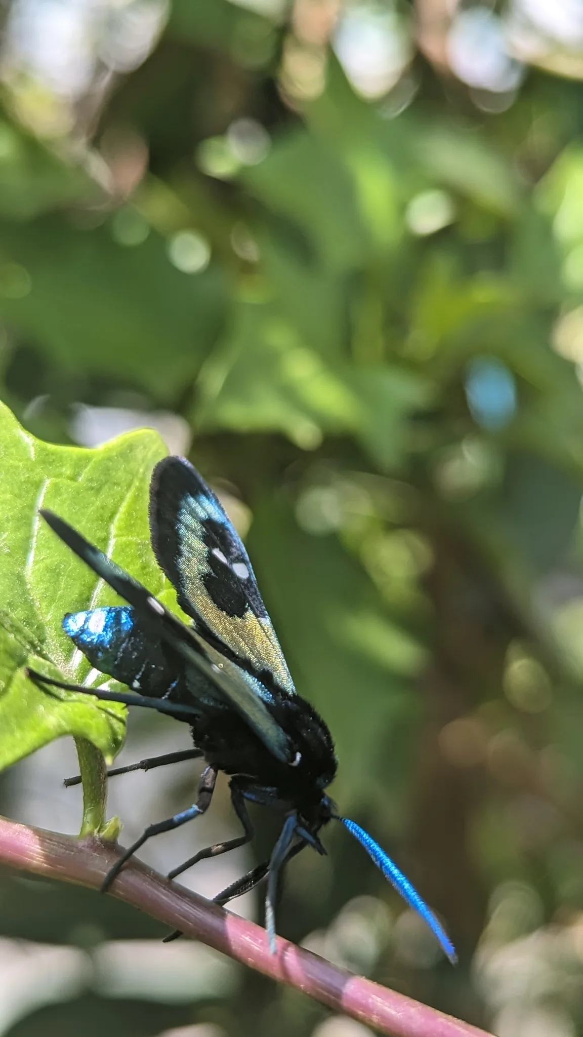 Mariposa azulada sobre una rama. La identificación más precisa sigue sin confirmarse.