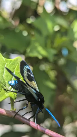 Mariposa azulada sobre una rama. La identificación más precisa sigue sin confirmarse.