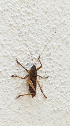 Saltamontes marrón en una pared. La identificación más precisa sigue sin confirmarse.