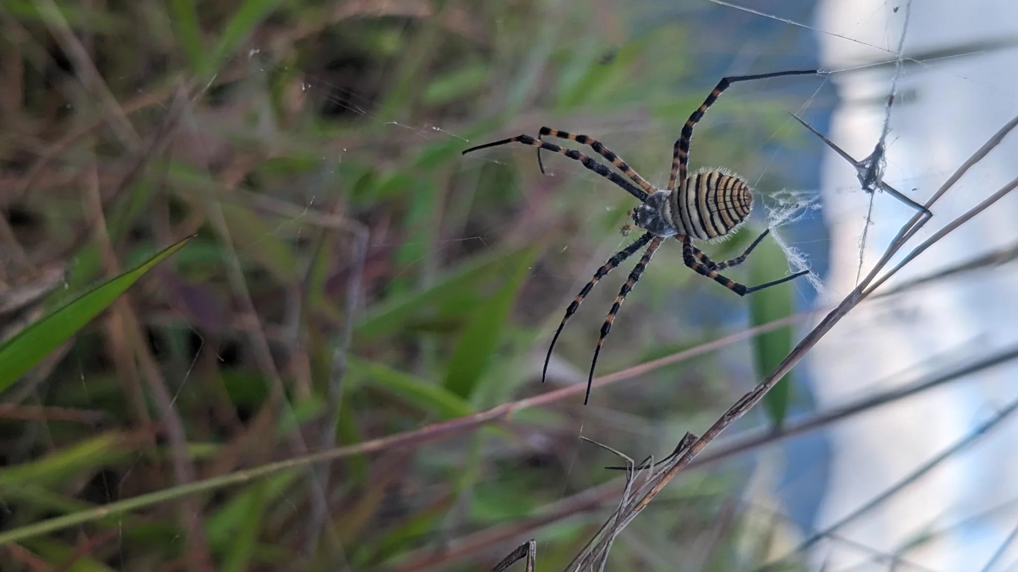 Araña de patas anilladas entre tallos secos. La identificación más precisa sigue sin confirmarse.