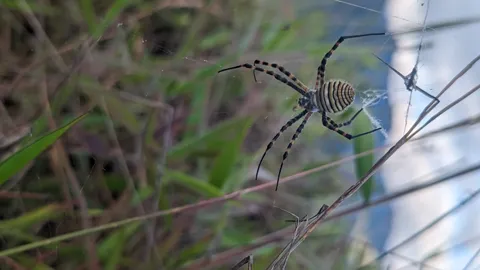 Araña de patas anilladas entre tallos secos. La identificación más precisa sigue sin confirmarse.