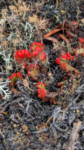 Cuerpos fructíferos rojos coronan pequeñas copas de Cladonia entre escamas claras de liquen y vegetación seca.