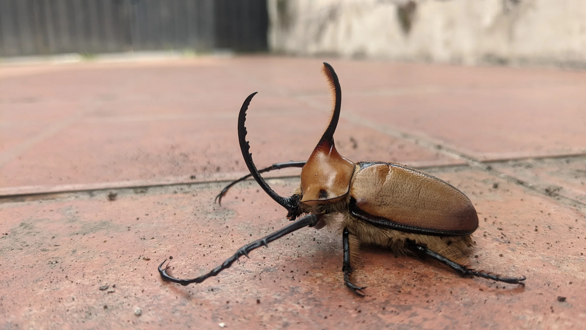 Escarabajo de grandes mandíbulas. La identificación más precisa sigue sin confirmarse.