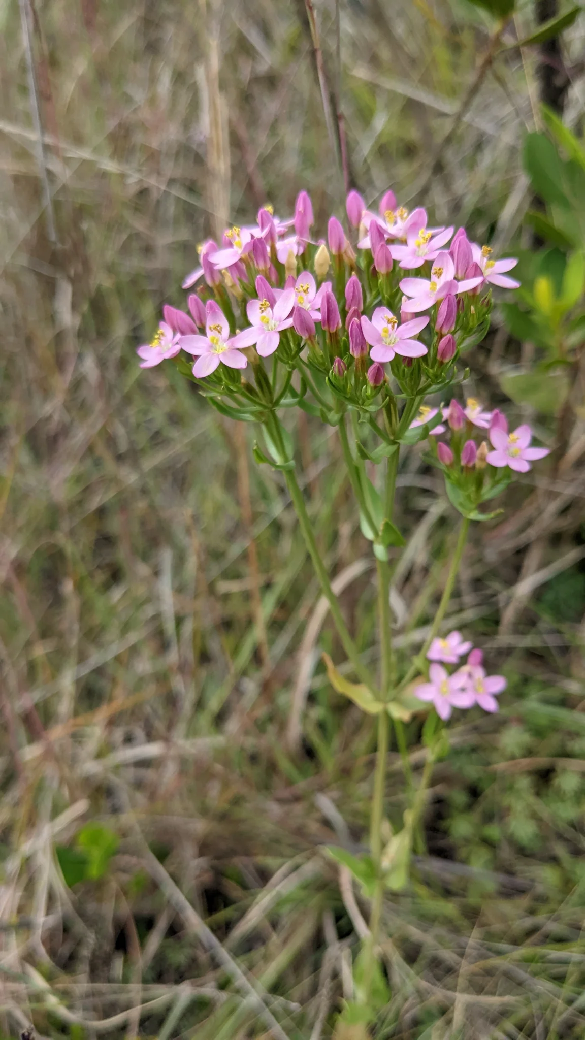 Flores rosadas de Centaurium.