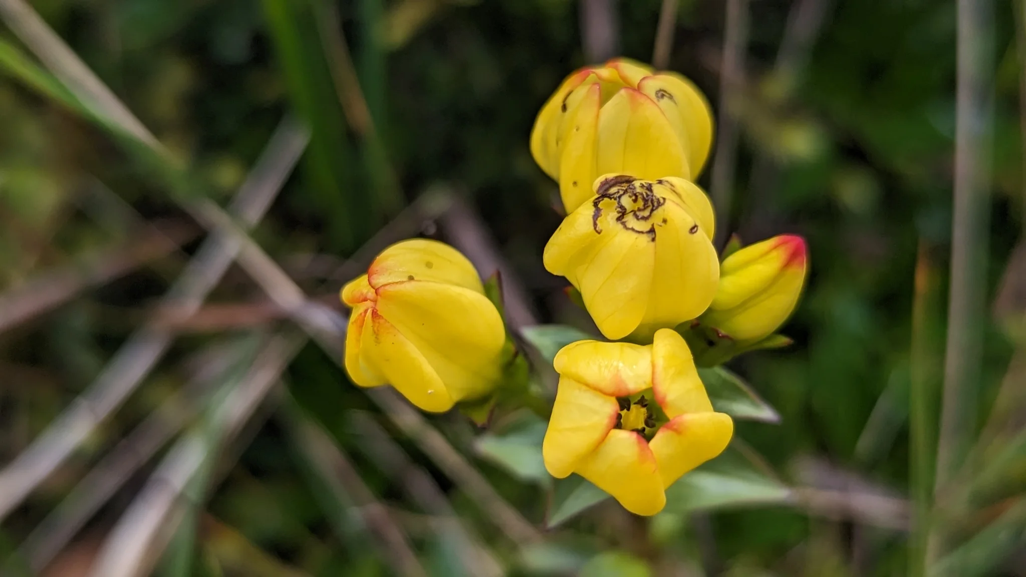 Pétalos amarillos de cerca