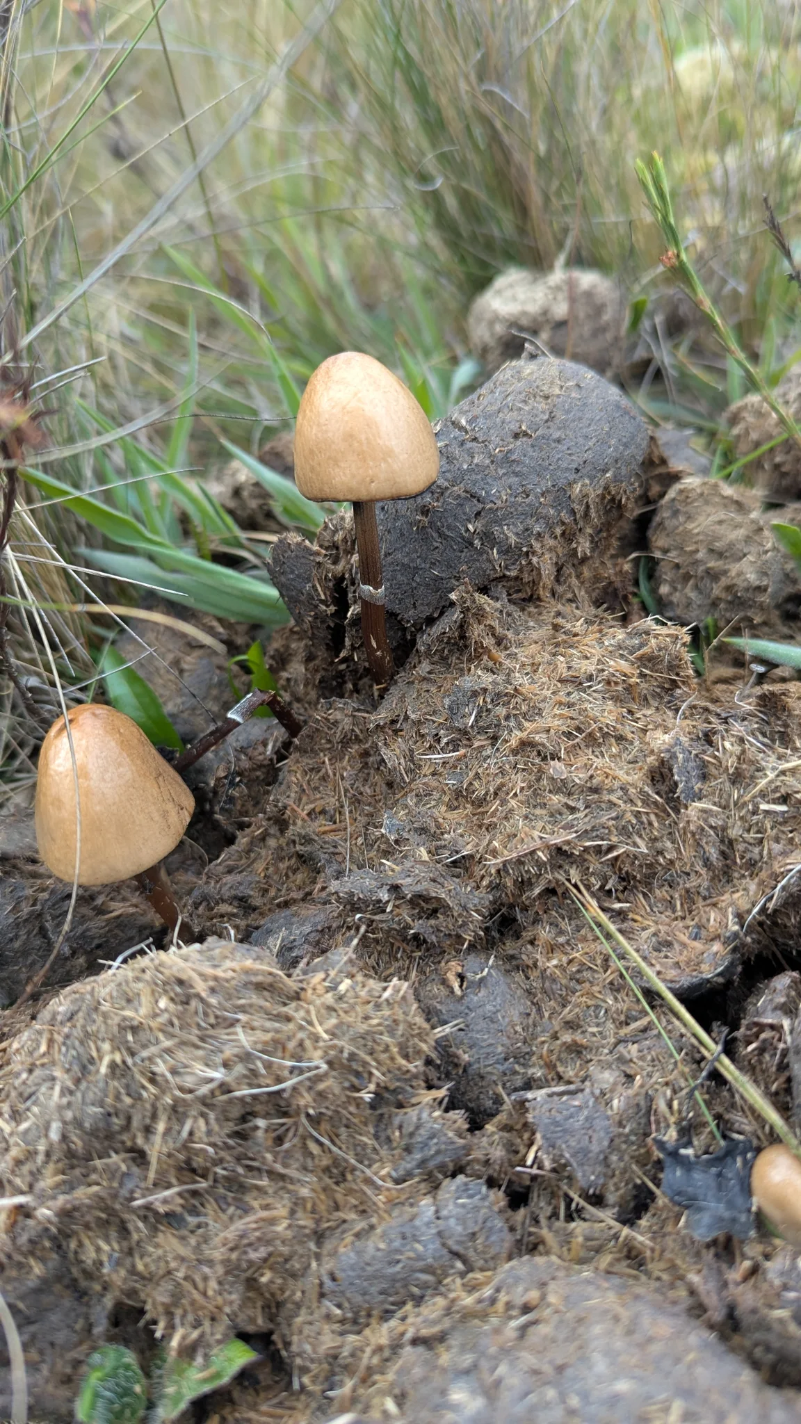 Pequeños hongos de sombrero cónico. La identificación más precisa sigue sin confirmarse.