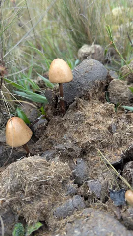 Pequeños hongos de sombrero cónico. La identificación más precisa sigue sin confirmarse.