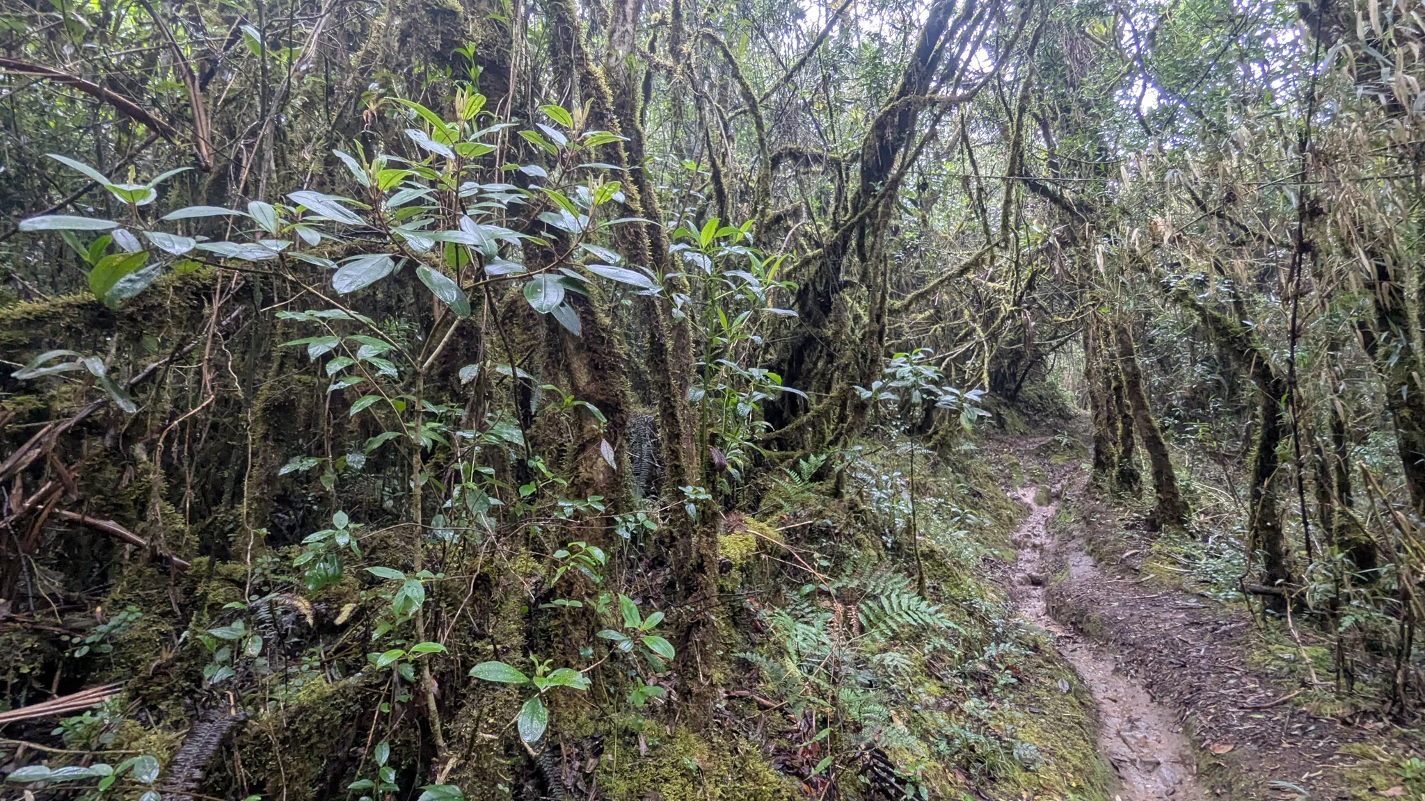Un sendero entre troncos con musgo