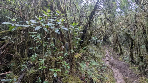 Un sendero entre troncos con musgo