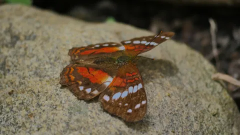 Mariposa anaranjada con manchas blancas. La identificación más precisa sigue sin confirmarse.