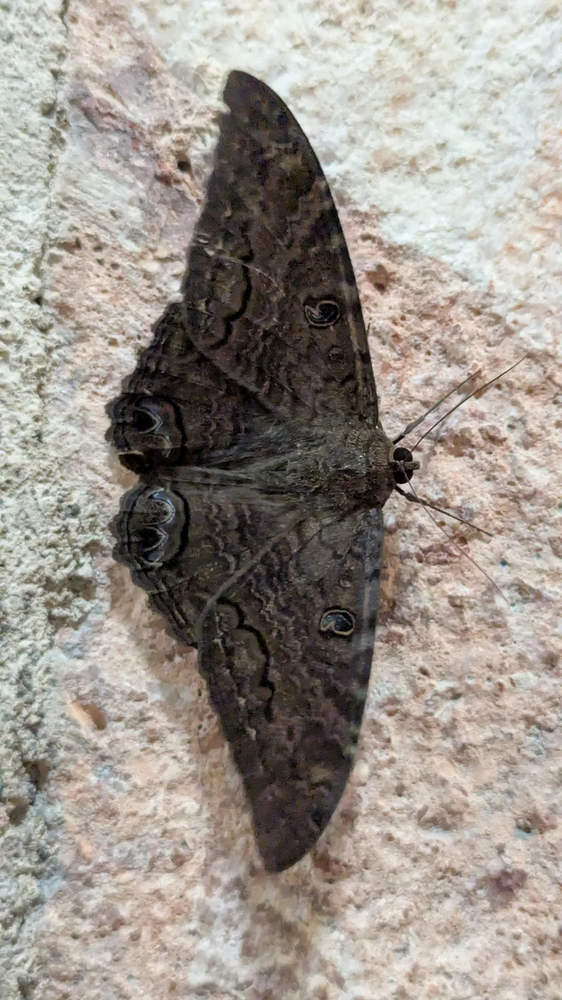 Polilla oscura sobre una piedra. La identificación más precisa sigue sin confirmarse.