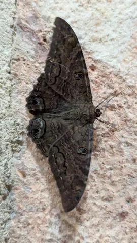 Polilla oscura sobre una piedra. La identificación más precisa sigue sin confirmarse.