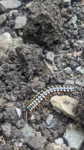 Larva segmentada sobre grava. La identificación más precisa sigue sin confirmarse.
