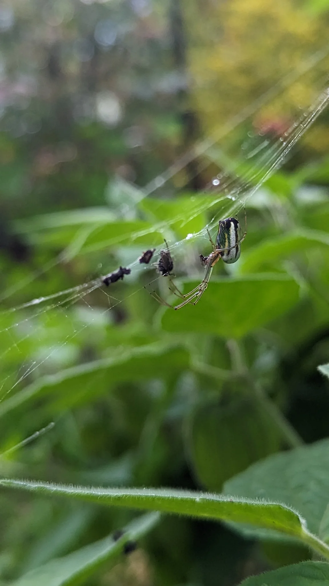 Araña pequeña entre tallos finos de hierba. La identificación más precisa sigue sin confirmarse.