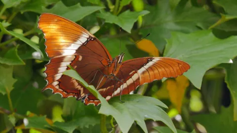 Mariposa rojiza de borde dentado. La identificación más precisa sigue sin confirmarse.