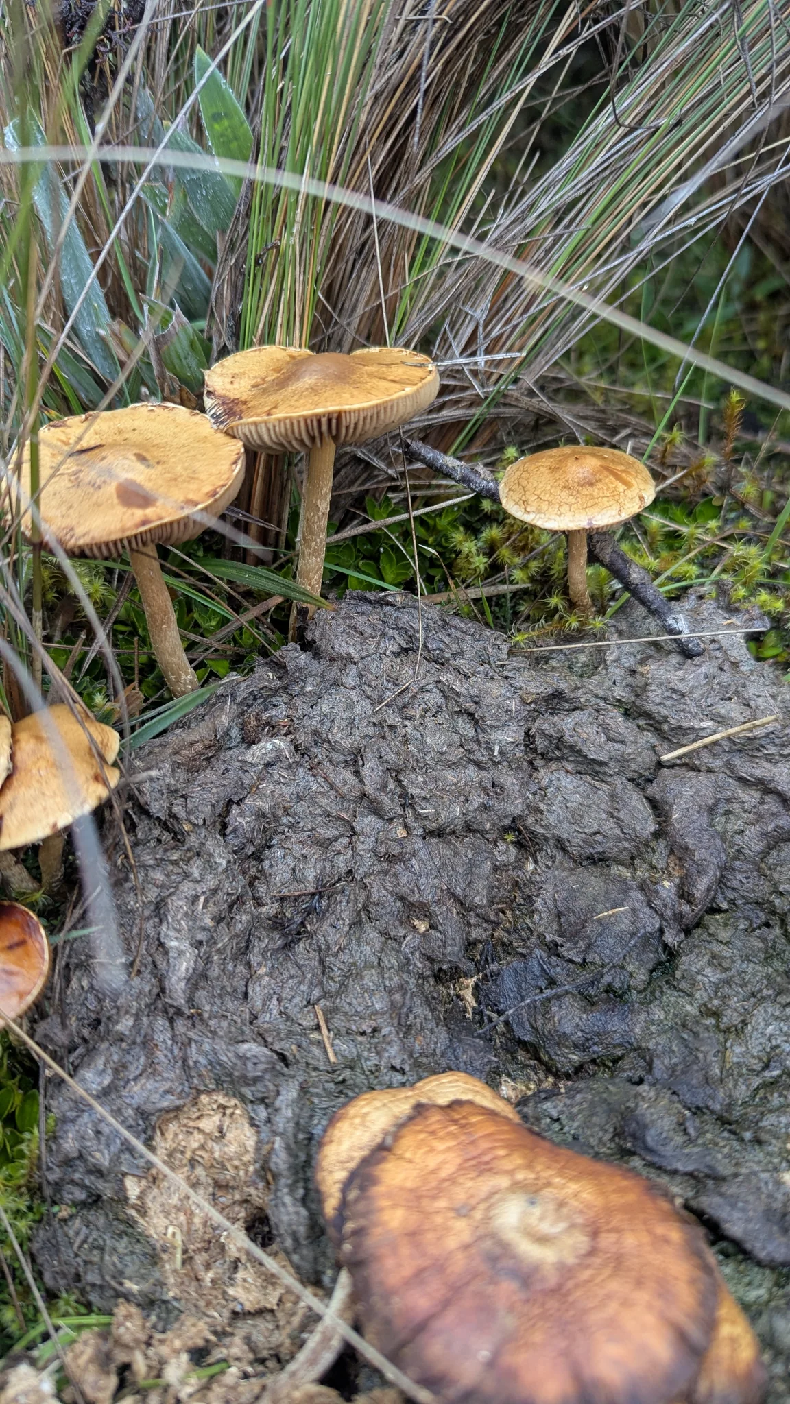 Hongos ocres crecen junto al pajonal y al suelo oscuro. Otra toma del mismo grupo muestra sus láminas; la especie sigue sin resolverse.