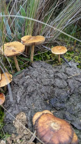 Hongos ocres crecen junto al pajonal y al suelo oscuro. Otra toma del mismo grupo muestra sus láminas; la especie sigue sin resolverse.