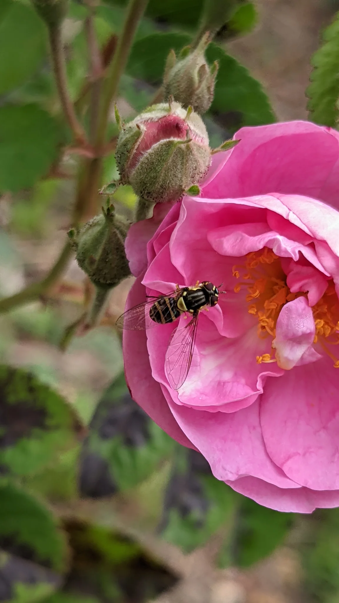Insecto en una flor rosada abierta. La identificación más precisa sigue sin confirmarse.
