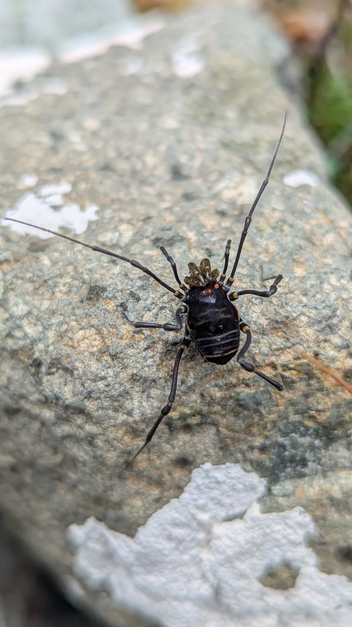 Un opilión oscuro de patas largas descansa sobre una roca cubierta de líquenes. La identificación más precisa sigue sin resolverse.