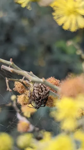 Artrópodo moteado entre flores amarillas. La identificación más precisa sigue sin confirmarse.