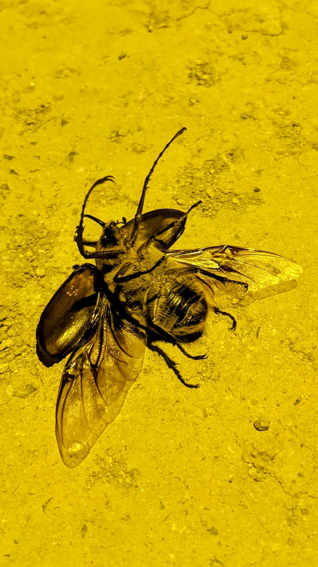 Araña con una presa alada. La identificación más precisa sigue sin confirmarse.